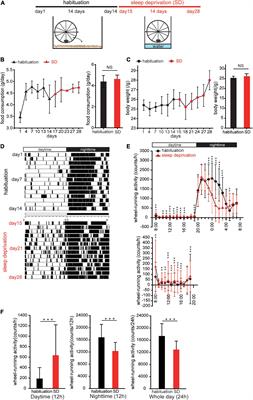 Sleep deprivation induces delayed regeneration of olfactory sensory neurons following injury